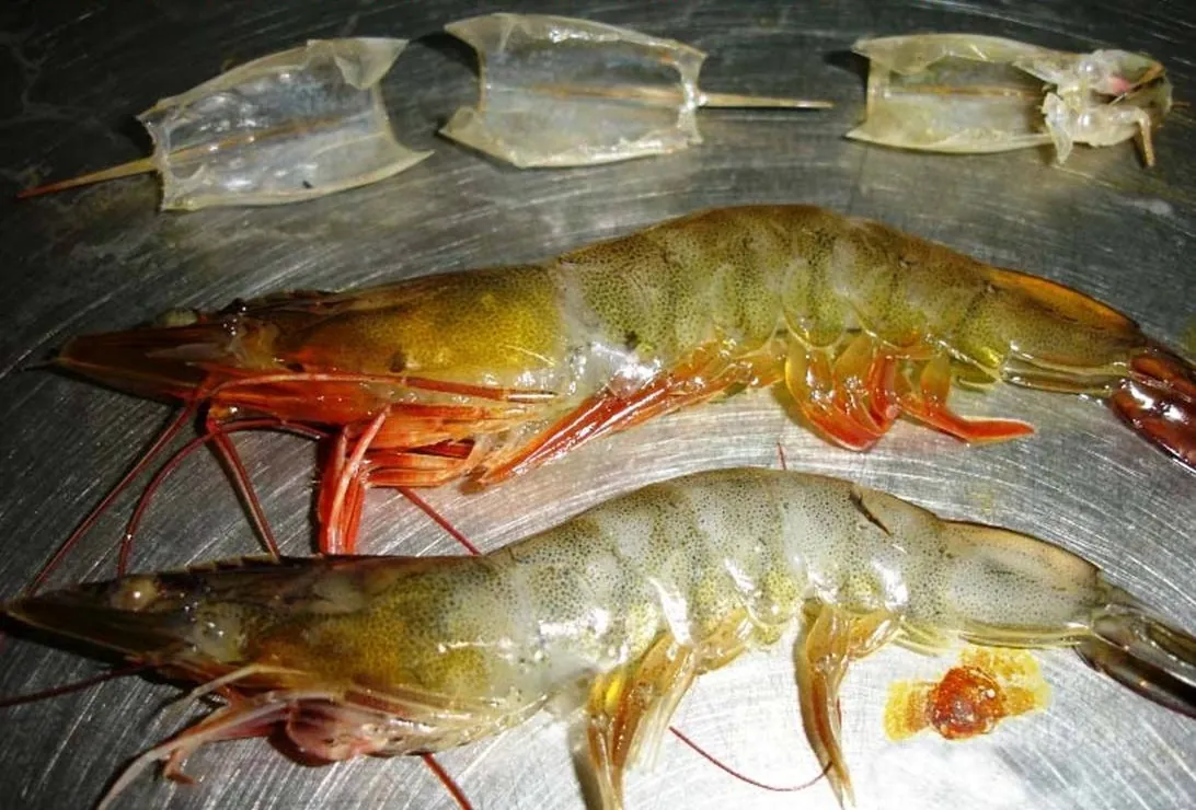 AHPND / EMS in Shrimp: Early Mortality & How to Prevent It
