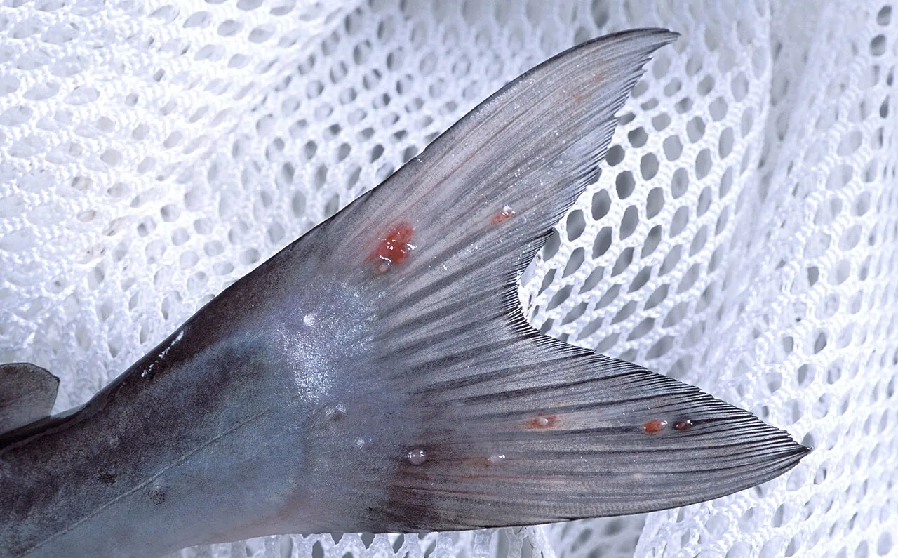 Columnaris and Parasitic Diseases in Catfish