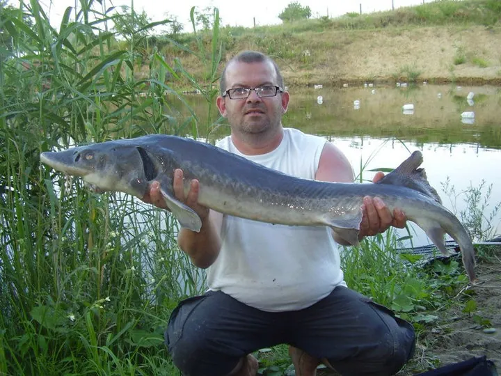 Nutritional & Husbandry Diseases in Sturgeon: Causes & Prevention
