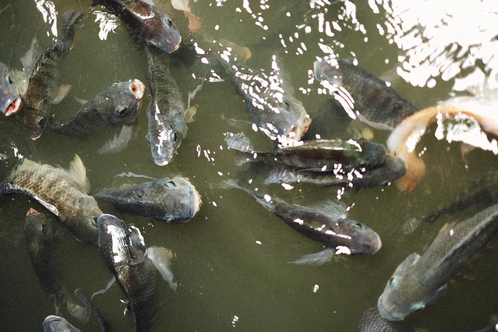 Monogenean Parasites in Fish: Gyrodactylus and Dactylogyrus