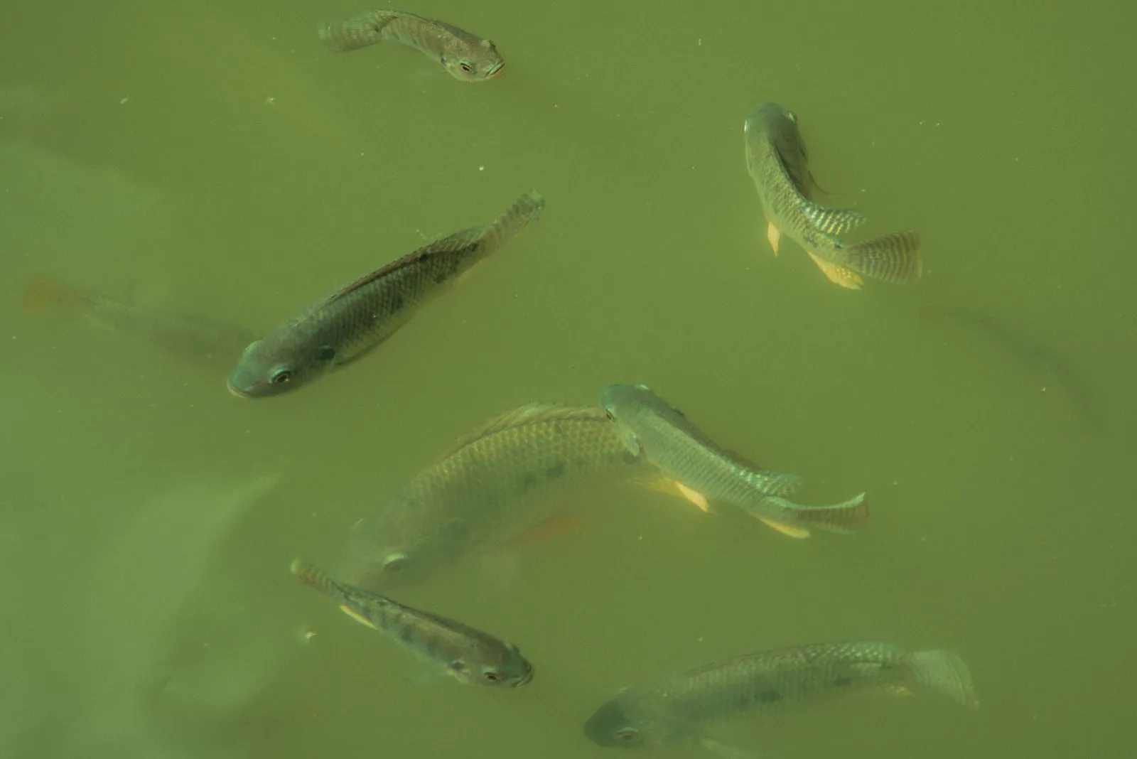 Trichodina in Tilapia: Symptoms, Diagnosis & Control