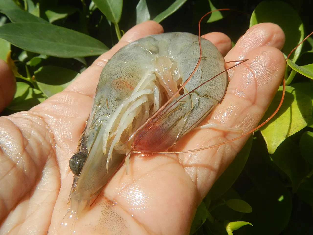 White Spot Disease in Shrimp (WSSV): Prevention & Biosecurity