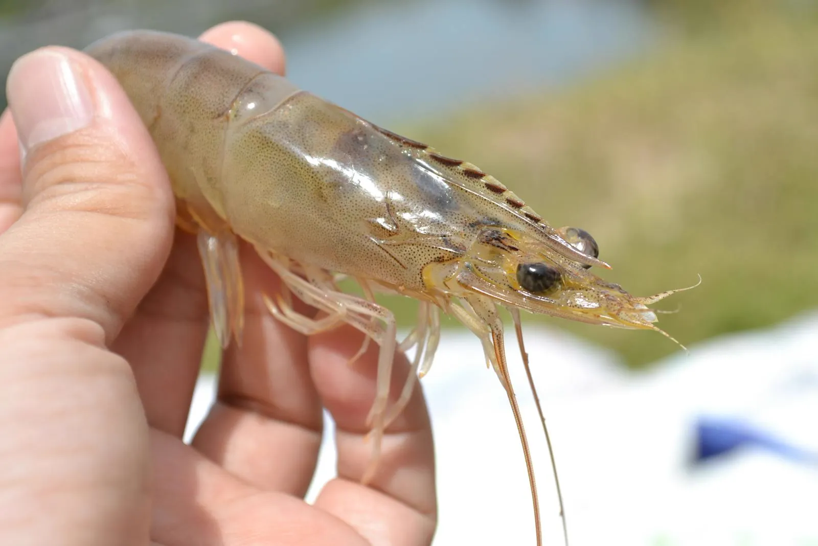 White Spot Disease in Shrimp (WSSV): Prevention & Biosecurity