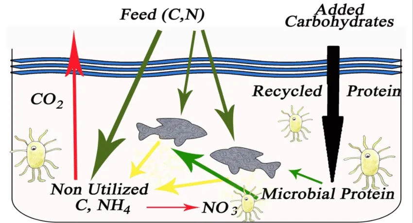 Biofloc system operation in a pond avnimelech