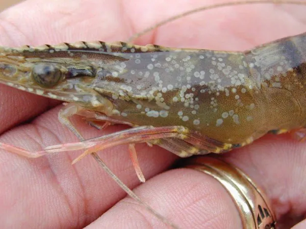 Shrimp white spot disease wsd
