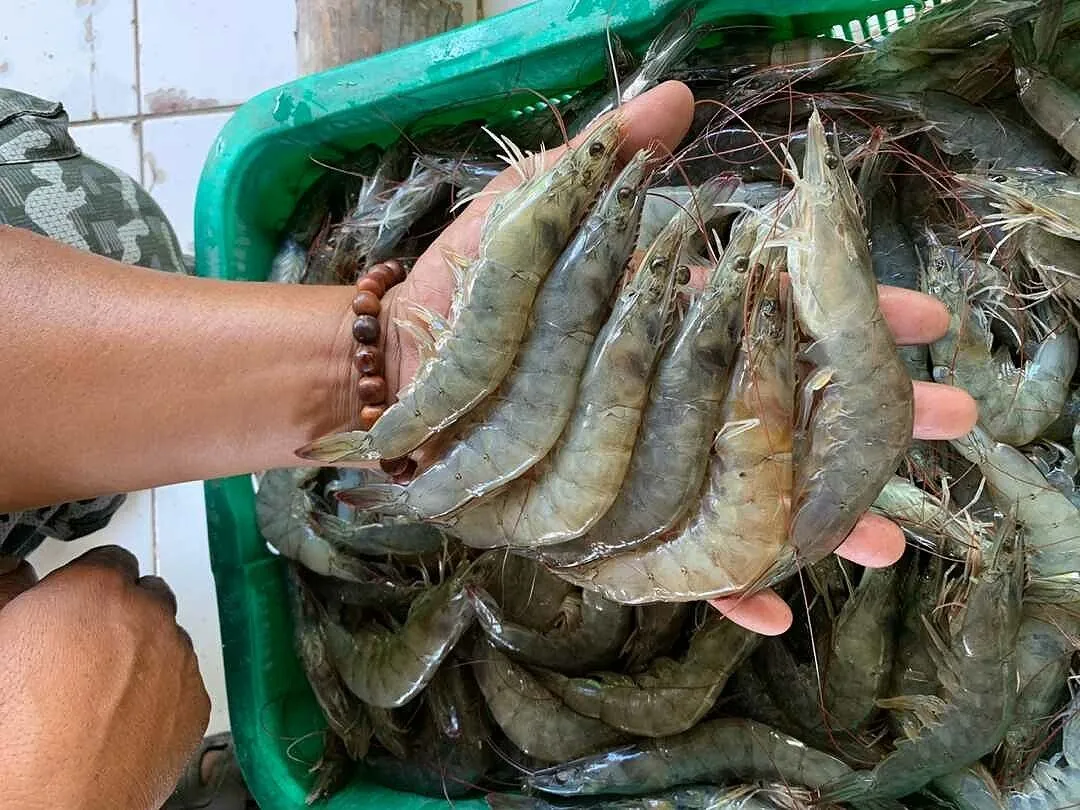 Shrimp Farming Equipment