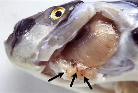 Tilapia monogenea