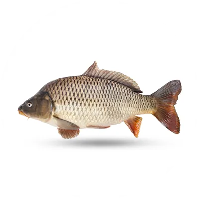 Carp biofloc