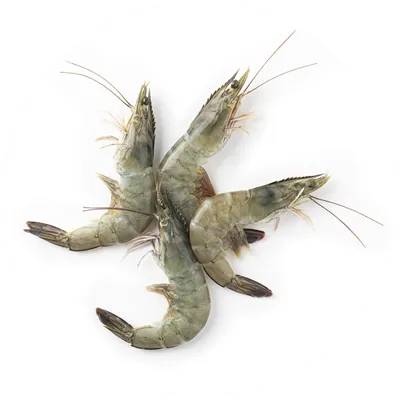 Shrimp biofloc