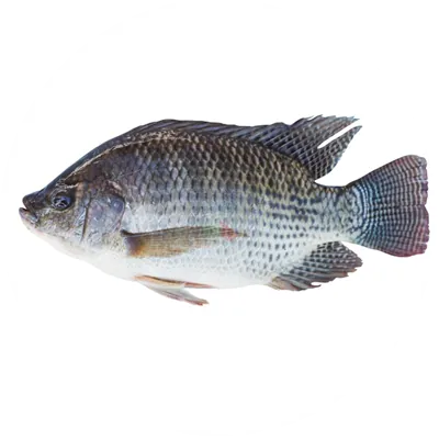 Tilapia biofloc