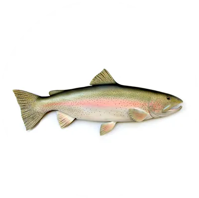 Trout biofloc