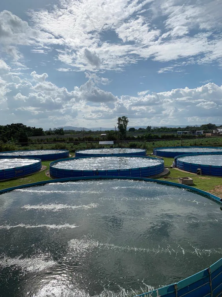 Tanques circulares de biofloc em operação com aeração na fazenda de um cliente
