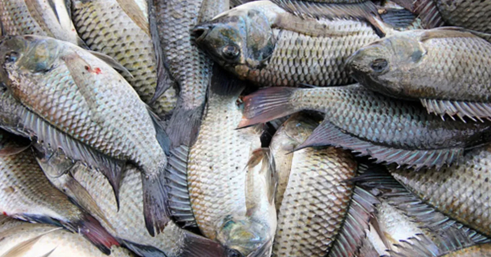 Tilapia