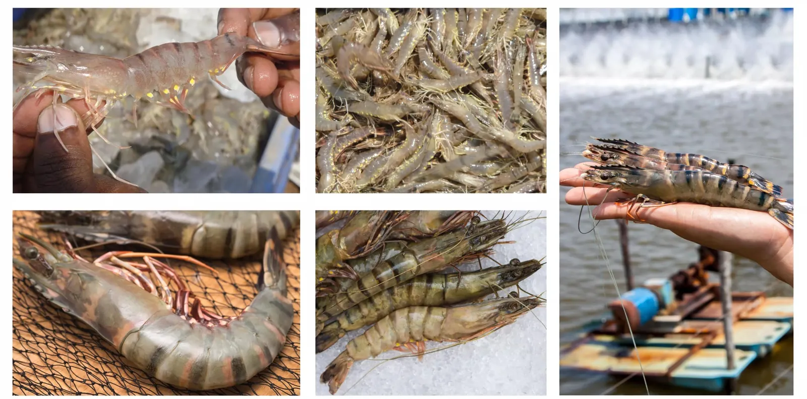Probiotics for aquaculture farms
