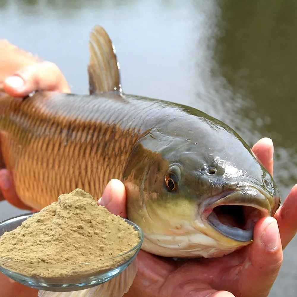 Probiotics for tilapia farming water and gut health